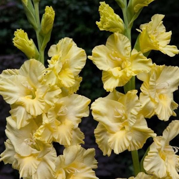 Gladiolus flower plant Cream Yellow | Gladiolus for sale online | Buy gladiolus Bulbs (set of 5)