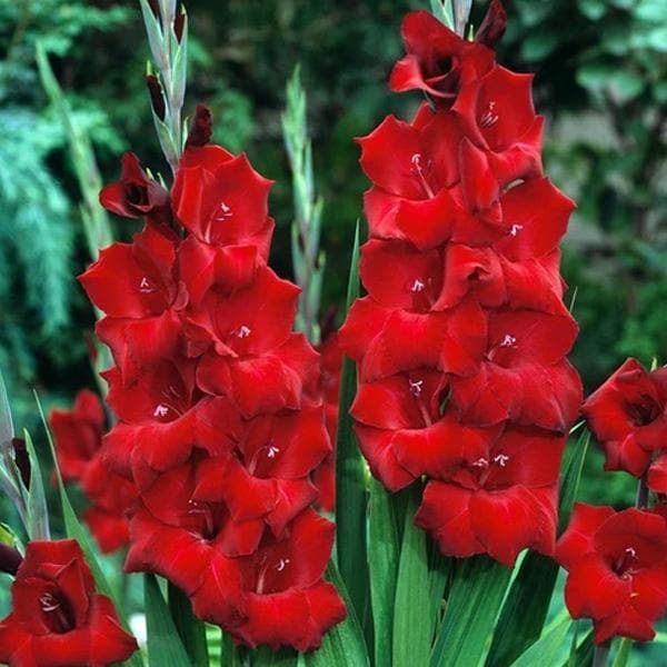 Oscar Red Gladiolus bulbs for sale | Buy gladiolus bulbs | Gladiolus bulbs online | Red Gladiolus near me (set of 5)