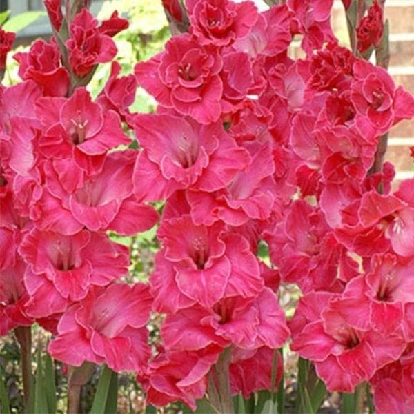 Gladiolus (Pink) - Bulbs (set of 5)