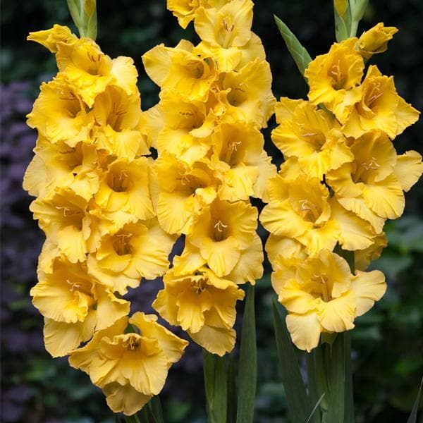 Gladiolus Souvenir Yellow | Gladiolus bulbs for sale | Buy Gladiolus bulbs | Gladiolus Souvenir bulbs online | Yellow Gladiolus near me (set of 5)