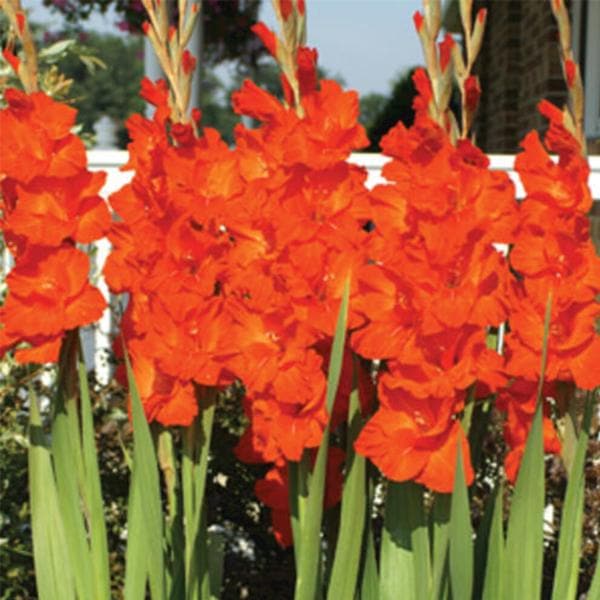 Gladiolus Victor Borge Orange | Gladiolus Victor Orange | Gladiolus bulbs for sale | Buy Gladiolus bulbs | Gladiolus Plant bulbs online | Orange Gladiolus near me (set of 5)