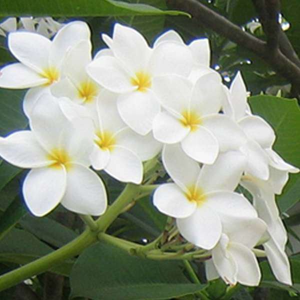 Plumeria, Champa White