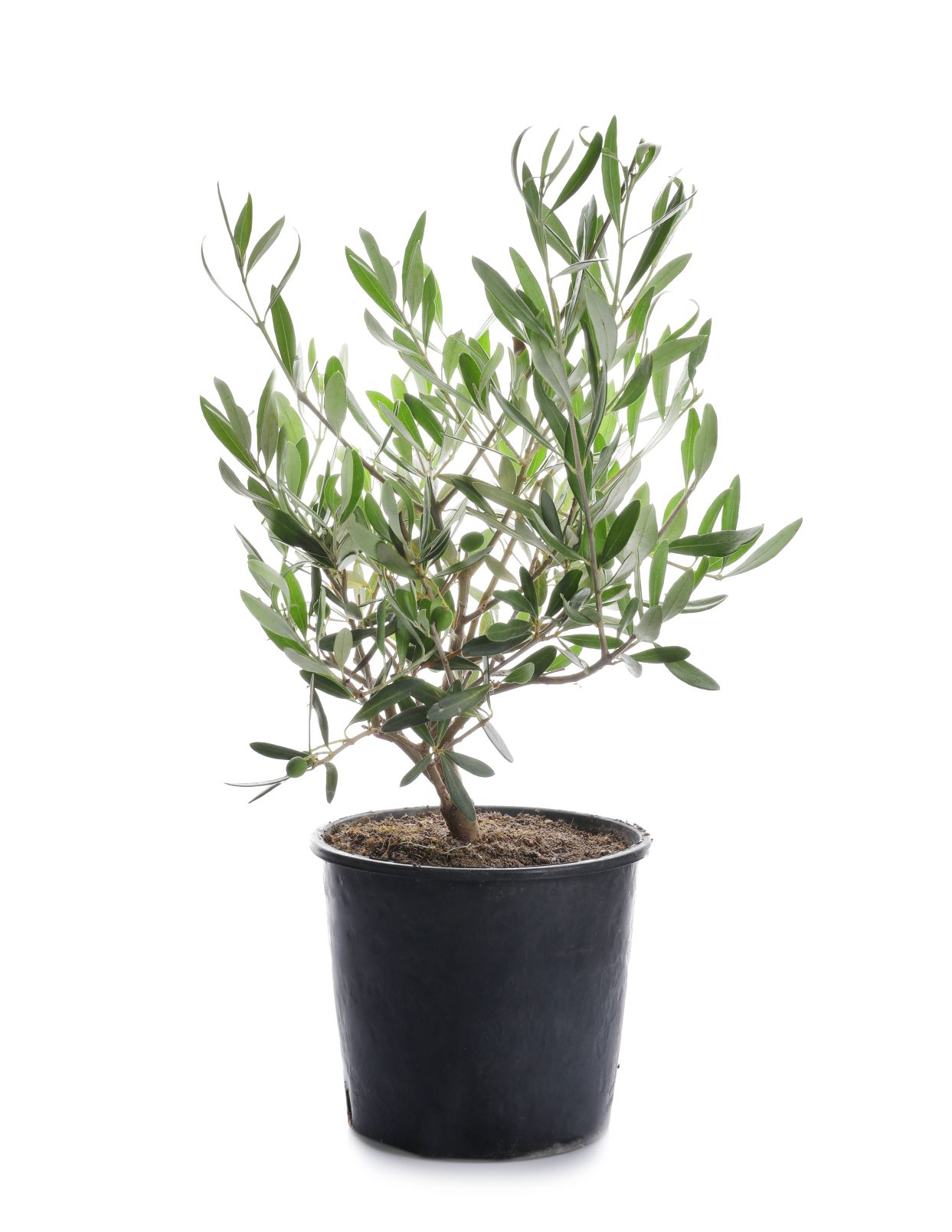 Olive Fruit Plant - Exotic Fruit Plant