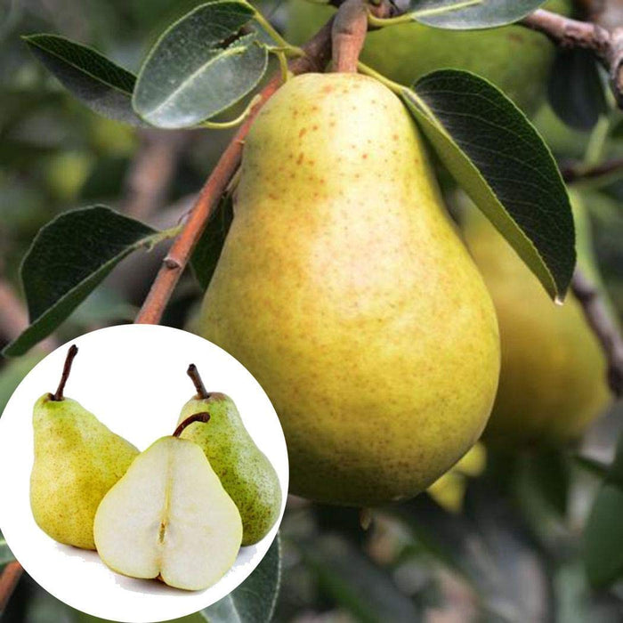 Babugosha/Indian Pear - Fruit Plants & Tree
