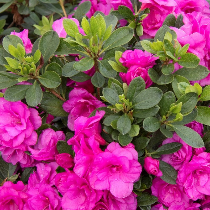 Azalea Flower Plant for Sale | Buy Pink Azalea Online | Azalea for Sale ...