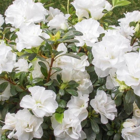 Azalea Plant for Sale | Buy White Azalea Plant Online