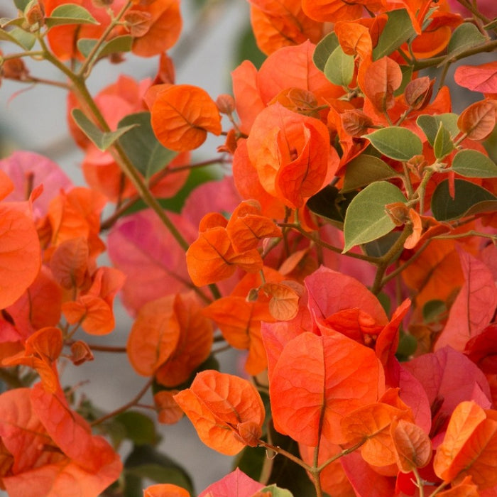 Orange Bougainvillea Plant for Sale | Buy Bougainvillea Online | Flowering shrubs