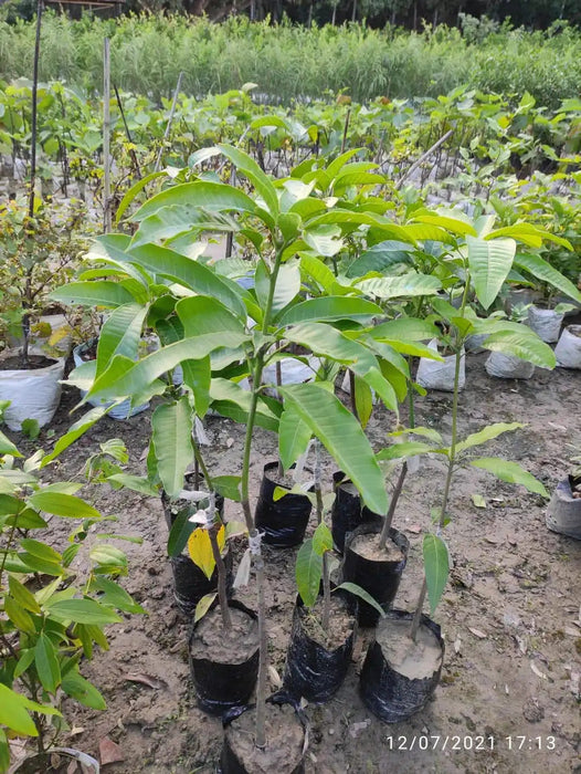 Miyazaki Japanese Mango Fruit Plant