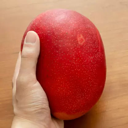 Miyazaki Japanese Mango Fruit Plant