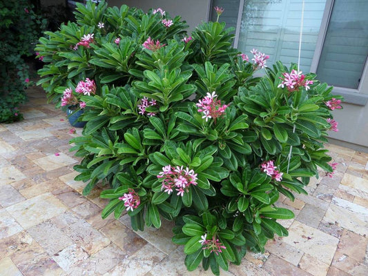 Plumeria singapore pink dwarf - Flowering plants