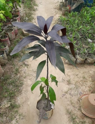 Black Stone Mango Plant for Sale | Buy Blackstone Mango Tree Online