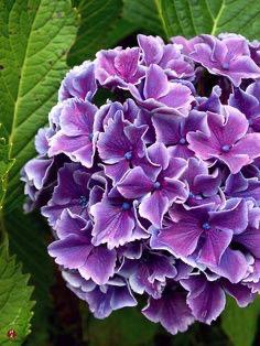 Hybrid Hydrangea Plant