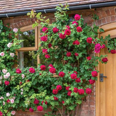 Rosa Crimson Glory Red - Creeper & Climbers