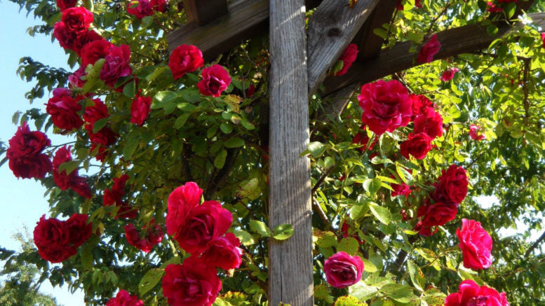 Rosa Crimson Glory Red - Creeper & Climbers