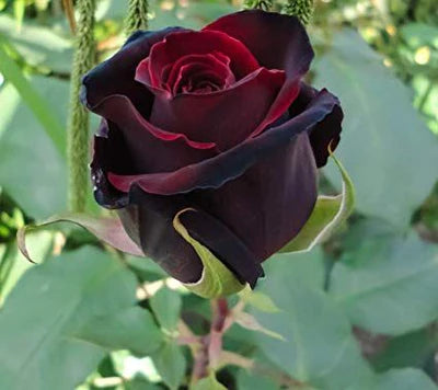 Black Rose Plant for Sale | Buy Black Rose Plant Online Grafted