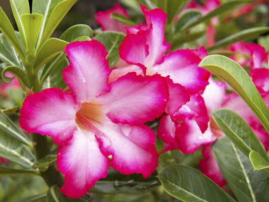 Adenium Plant (Grafted) for Sale | Buy Adenium Online