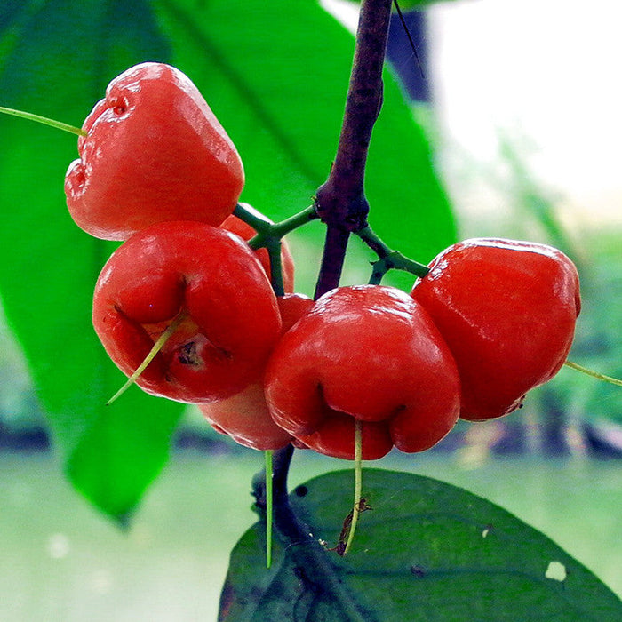 Water Apple Hybrid Red - Fruit Plants & Tree