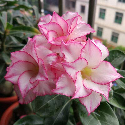 Adenium Plant (Grafted) for Sale | Buy Adenium Online