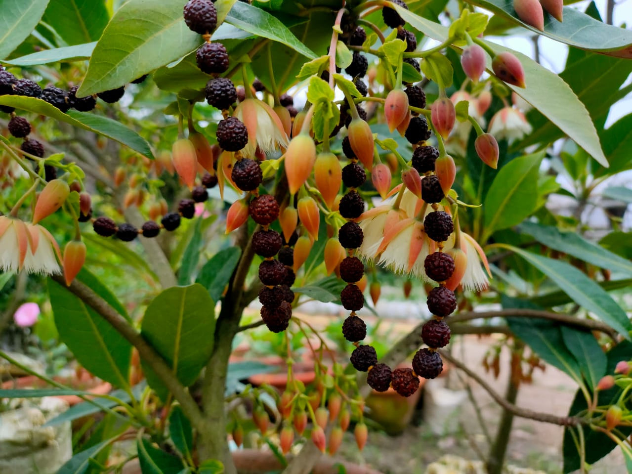 Hybrid Rudraksha Plant PlantsKingdom hybrid-rudraksha-plant-plantskingdom
