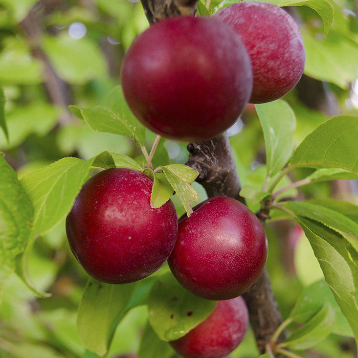 Plum Fruit  (Grafted) - Fruit Plants & Tree