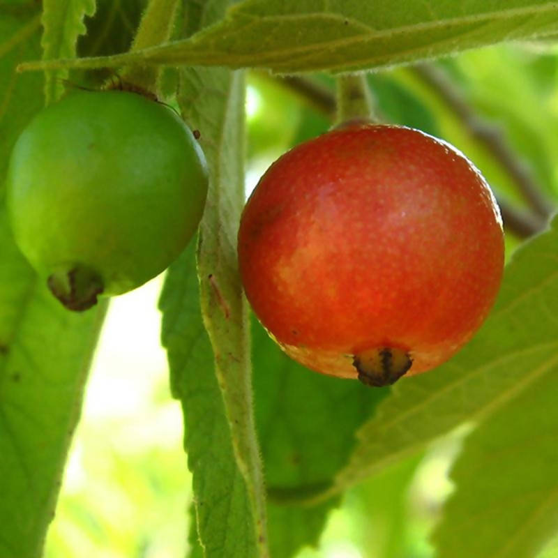 Singapore Cherry/Jamaica Cherry - Fruit Plants & Tree