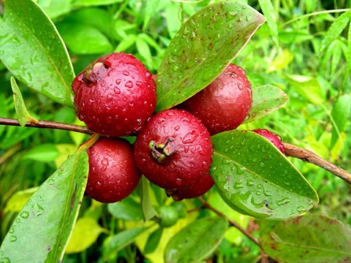 Strawberry Guava - Fruit Plant