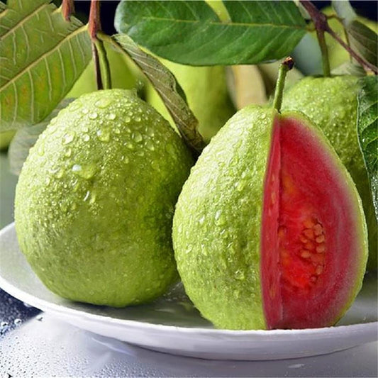 Taiwan Pink Guava|Discount Guava Trees |Guava Tree Deals| Guava Tree Sale|Buy Taiwan Pink Guava Plant Online