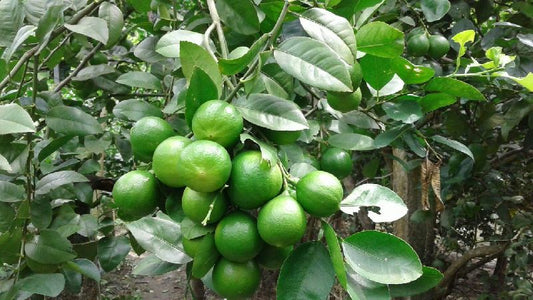 Thai patti Lemon - Fruit Plants