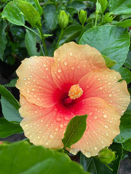 Hibiscus Plants for Sale | Buy Hibiscus Plant Online | Hibiscus Plants near me | Hibiscus Flower Plant for Sale