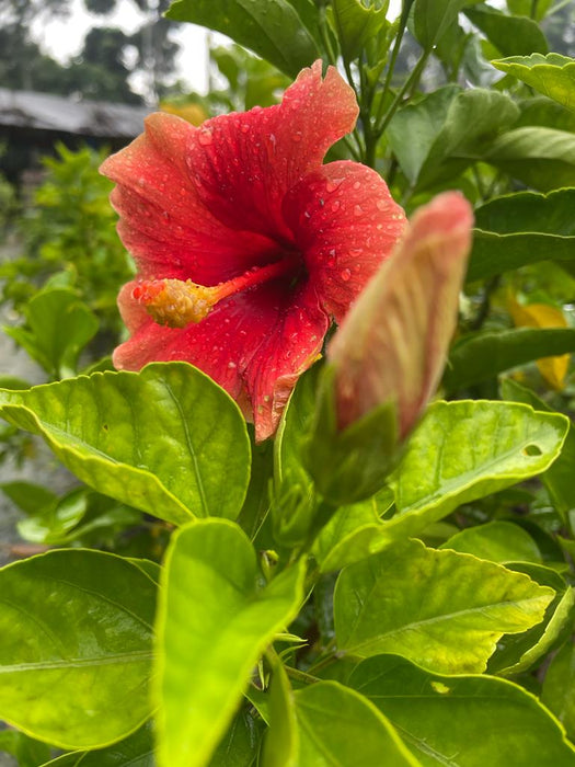 Hibiscus Plants for Sale | Buy Hibiscus Plant Online | Hibiscus Plants near me | Hibiscus Flower Plant for Sale