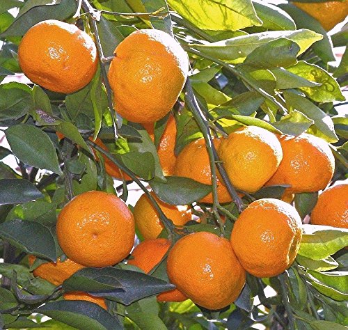 Orange Nagpur(Grafted) - Fruit Plants & Tree