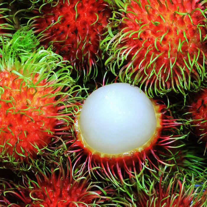 Rambutan Fruit  - Fruit Plants & Tree