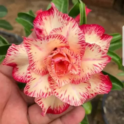 Adenium Plant (Grafted) for Sale | Buy Adenium Online